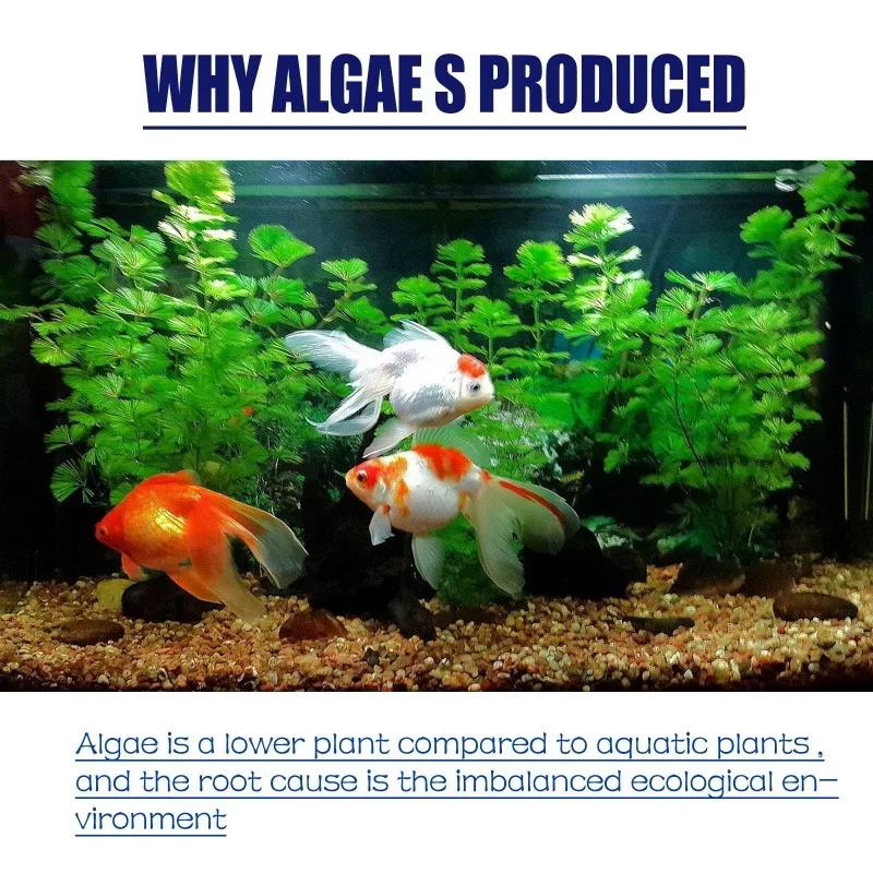 Algaecida ad alta efficienza d - Water Soluble Stabilizer recensione e prezzo